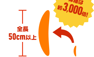 体積は約3,000倍！ 全長50cm以上