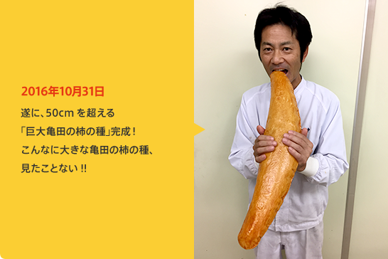 2016年10月31日 遂に、50cmを超える「巨大亀田の柿の種」完成！こんなに大きな亀田の柿の種、見たことない!!