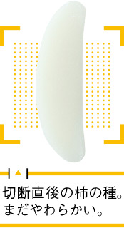 切断直後の柿の種。まだやわらかい。