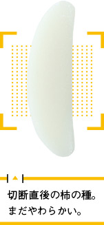 切断直後の柿の種。まだやわらかい。